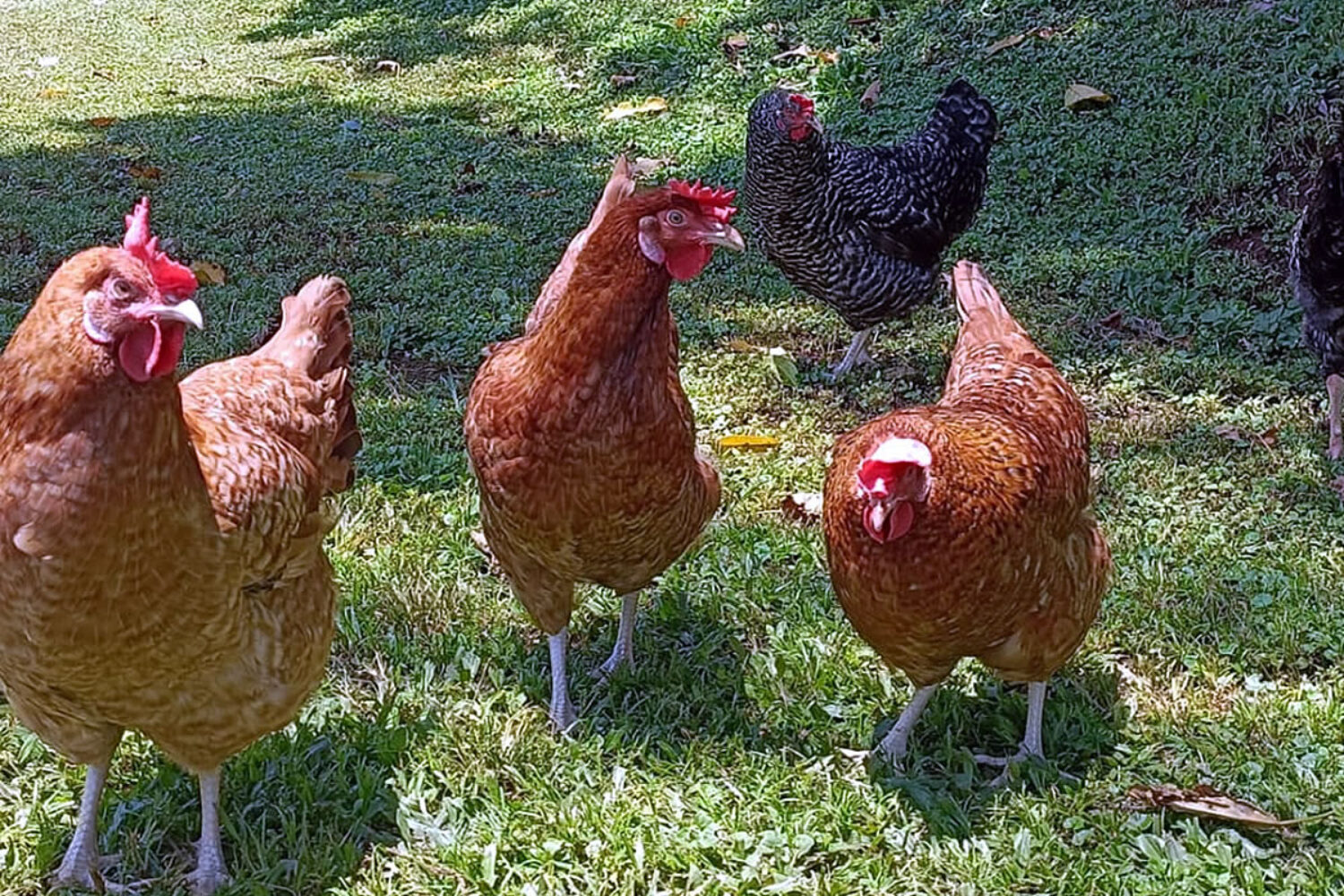 chicken