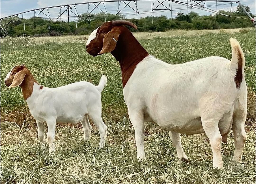 Boer goats