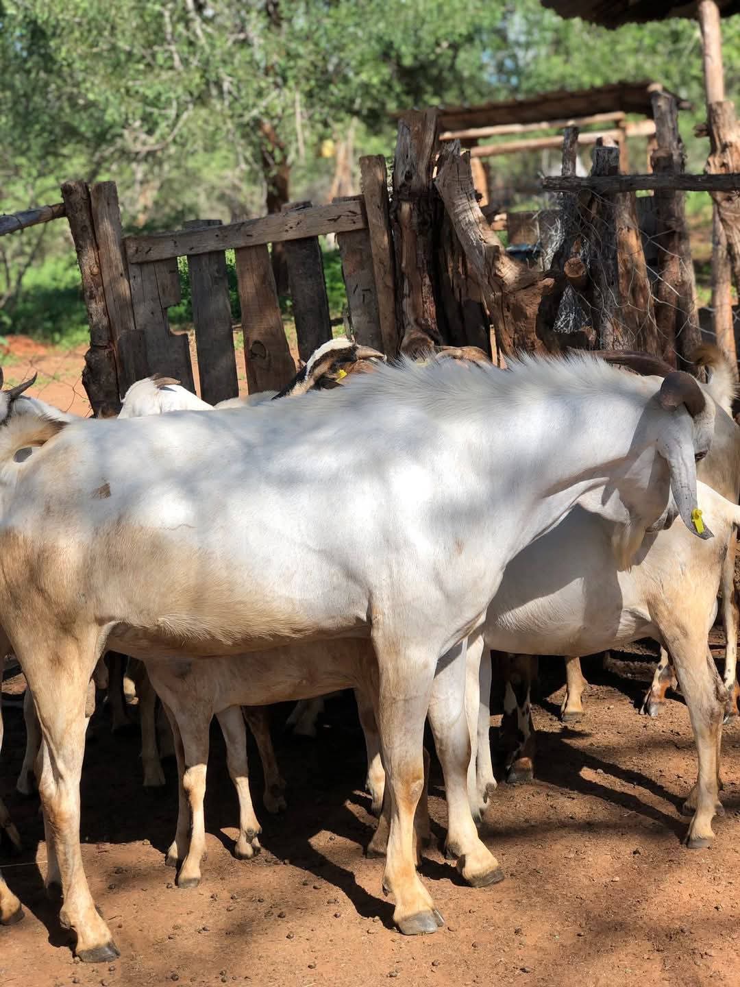 Galla goats